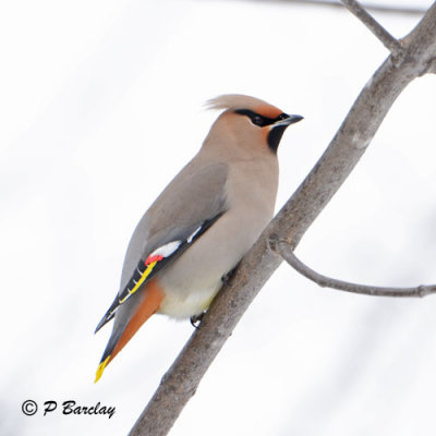 Bohemian Waxwing