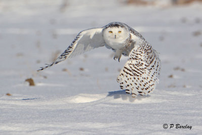 Snowy Owl