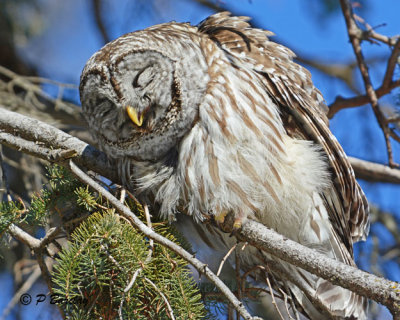 Barred Owl
