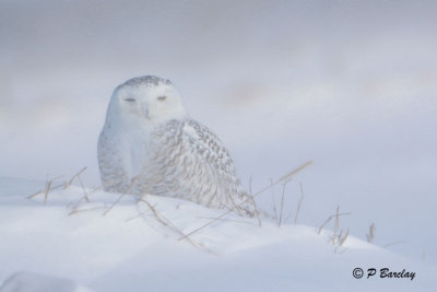Snowy Owls:  Winter of 2014-2015