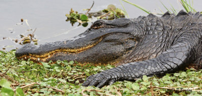 Alligator:  SERIES