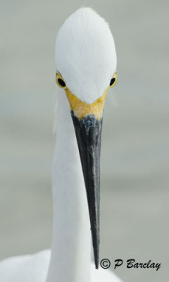 Snowy Egret:  SERIES (2 images)