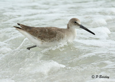 Willet:  SERIES  (2 images)