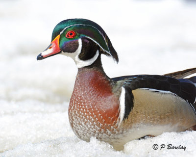 Wood Duck (m):  SERIES (2 images)
