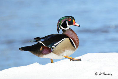 Wood Duck (m)
