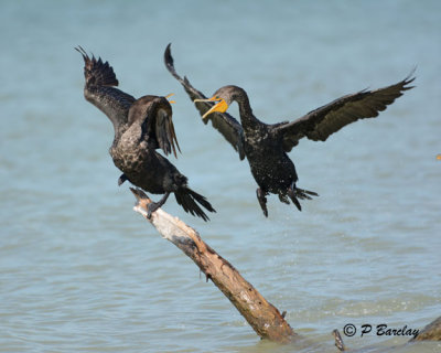 Double-crested Cormorants:  SERIES (3 images)