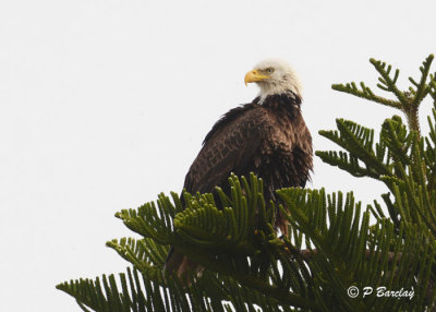 Bald Eagle:  SERIES (2 images)