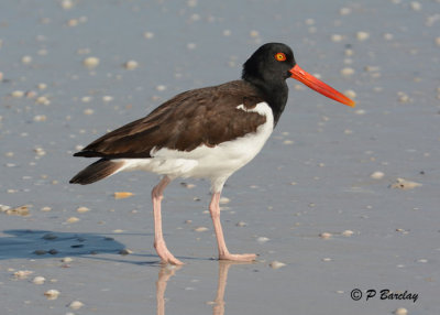 American Oystercatcher:  SERIES (2 images)
