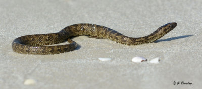 Snake on the beach