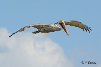 Brown Pelican:  SERIES (2 images)