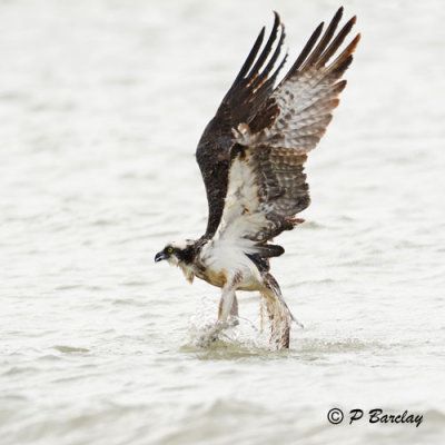 Osprey:  SERIES (2 images)