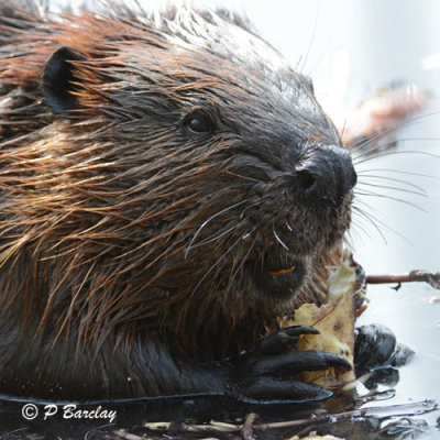 Beaver: SERIES (2 images)