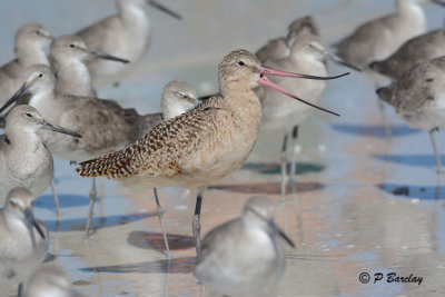 Marbled Godwit:  SERIES:  (2 images)