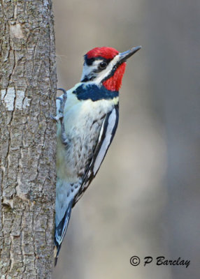 Yellow-bellied Sapsucker (m):  SERIES (2 images)