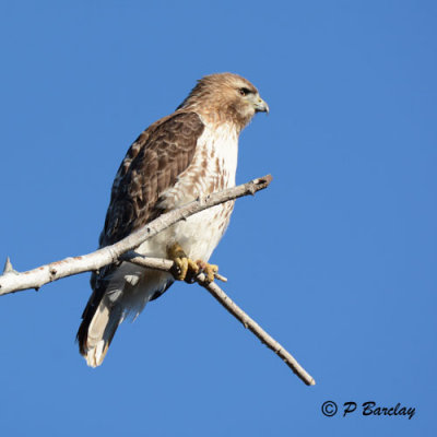 Red-tailed Hawk:  SERIES (2 images)