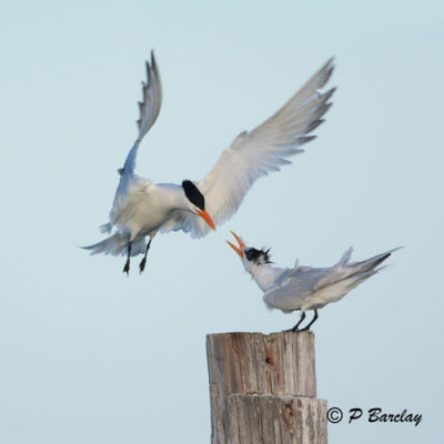 Royal Terns:  SERIES 1 (3 images)