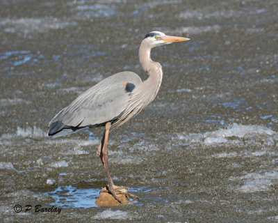 Great Blue Heron:  SERIES (2 images)