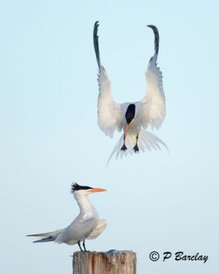 Royal Terns:  SERIES 2 (3 images)