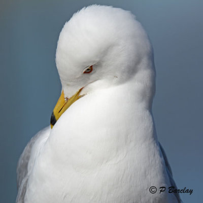 Ring-billed Gull:  SERIES (2 images)