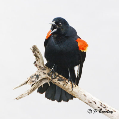 Red-winged Blackbird