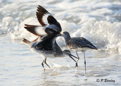 Willets:  SERIES (3 images)