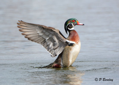 Wood Duck (m)