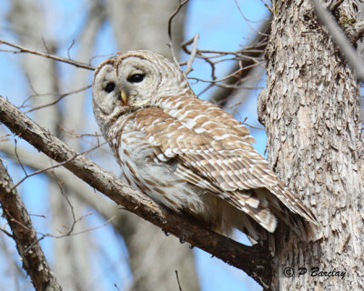 Barred Owl:  SERIES (2 images)