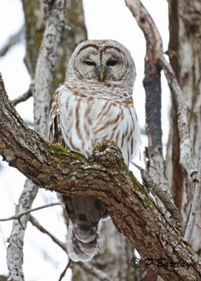 Barred Owl