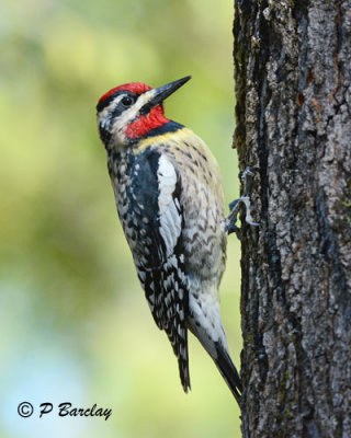 Yellow-bellied Sapsucker (m):  SERIES (2 images)