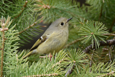 Ruby-crowned Kinglet