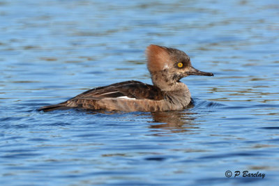 Hooded Merganser (juv m)