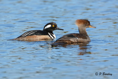 Hooded Mergansers