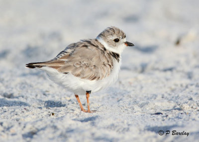 Piping Plover:  SERIES (2 images)