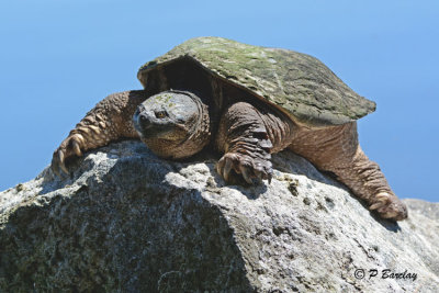 Snapping Turtle:  SERIES (2 images)