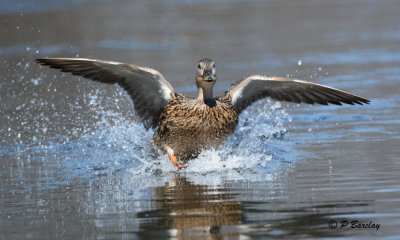 Mallard (f)