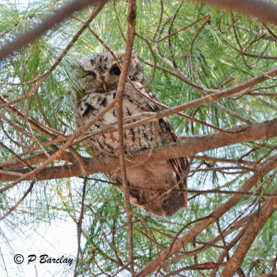 Eastern Screech Owl