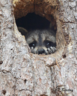 Raccoon: SERIES (2 images)