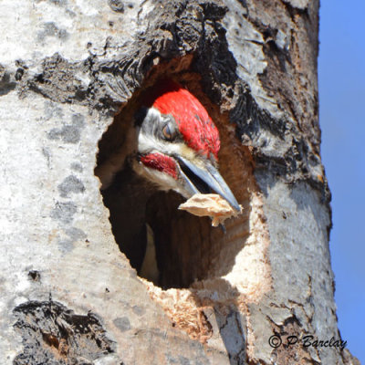 Pileated Woodpecker (m):  SERIES (2 images)