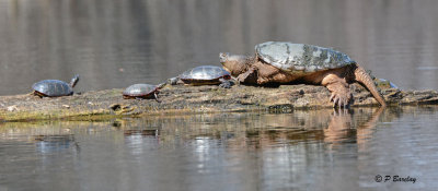 Painted and Snapping Turtles