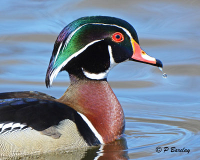 Wood Duck (m)