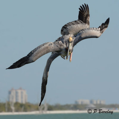 Brown Pelican:  SERIES (3 images)