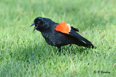 Red-winged Blackbirds:  SERIES (3 images)