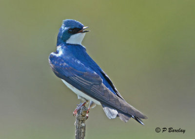 Tree Swallow (m):  SERIES (2 images)