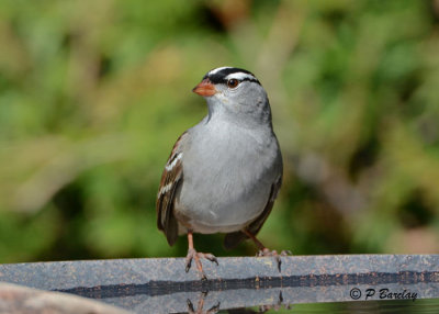 White-crowned Sparrow