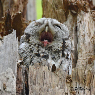 Eastern Screech Owl