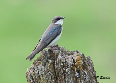 Tree Swallow (f)