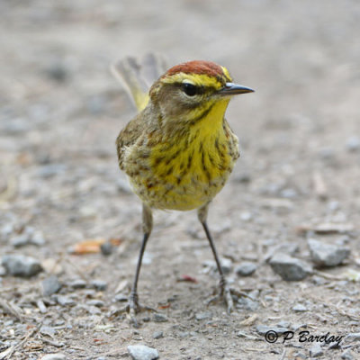 Palm Warbler