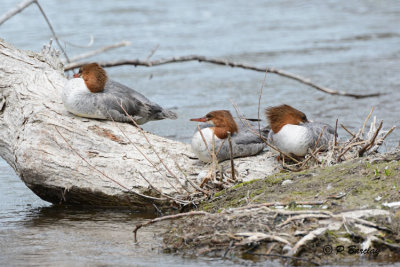Common Mergansers (f):  SERIES (2 images)