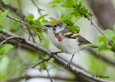 Chestnut-sided Warbler