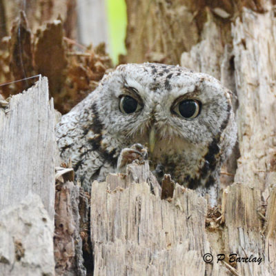 Eastern Screech Owl:  SERIES (2 images)